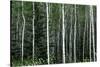 Birch Forest on the Island of Kodiak, Alaska-Françoise Gaujour-Stretched Canvas