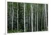 Birch Forest on the Island of Kodiak, Alaska-Françoise Gaujour-Framed Photographic Print