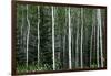 Birch Forest on the Island of Kodiak, Alaska-Françoise Gaujour-Framed Photographic Print