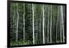 Birch Forest on the Island of Kodiak, Alaska-Françoise Gaujour-Framed Photographic Print