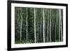 Birch Forest on the Island of Kodiak, Alaska-Françoise Gaujour-Framed Photographic Print