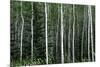 Birch Forest on the Island of Kodiak, Alaska-Françoise Gaujour-Mounted Photographic Print