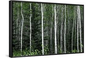 Birch Forest on the Island of Kodiak, Alaska-Françoise Gaujour-Framed Photographic Print