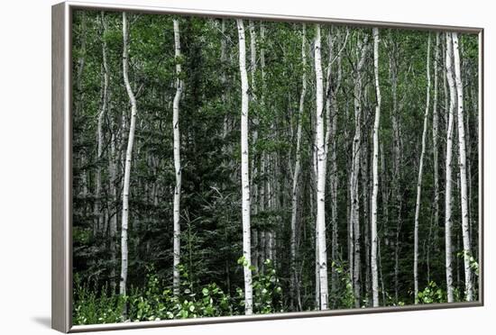 Birch Forest on the Island of Kodiak, Alaska-Françoise Gaujour-Framed Photographic Print