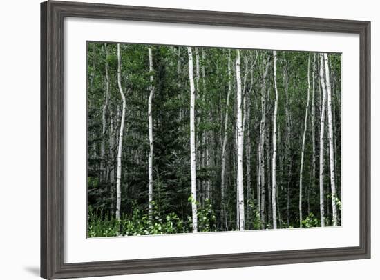 Birch Forest on the Island of Kodiak, Alaska-Françoise Gaujour-Framed Photographic Print