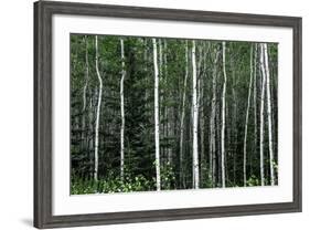 Birch Forest on the Island of Kodiak, Alaska-Françoise Gaujour-Framed Photographic Print