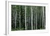 Birch Forest on the Island of Kodiak, Alaska-Françoise Gaujour-Framed Photographic Print