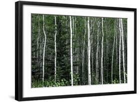 Birch Forest on the Island of Kodiak, Alaska-Françoise Gaujour-Framed Photographic Print