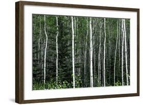 Birch Forest on the Island of Kodiak, Alaska-Françoise Gaujour-Framed Photographic Print