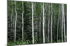 Birch Forest on the Island of Kodiak, Alaska-Françoise Gaujour-Mounted Photographic Print