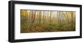 Birch Forest Panorama-Michael Hudson-Framed Art Print