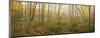 Birch Forest Panorama-Michael Hudson-Mounted Art Print