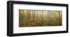 Birch Forest Panorama-Michael Hudson-Framed Art Print