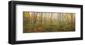 Birch Forest Panorama-Michael Hudson-Framed Art Print