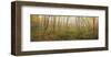 Birch Forest Panorama-Michael Hudson-Framed Art Print