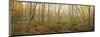 Birch Forest Panorama-Michael Hudson-Mounted Art Print