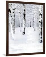 Birch Forest Path-Parker Greenfield-Framed Premium Giclee Print