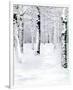 Birch Forest Path-Parker Greenfield-Framed Premium Giclee Print