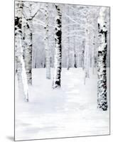 Birch Forest Path-Parker Greenfield-Mounted Premium Giclee Print