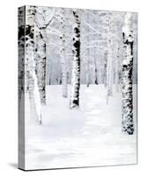 Birch Forest Path-Parker Greenfield-Stretched Canvas