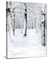 Birch Forest Path-Parker Greenfield-Stretched Canvas