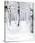 Birch Forest Path-Parker Greenfield-Stretched Canvas