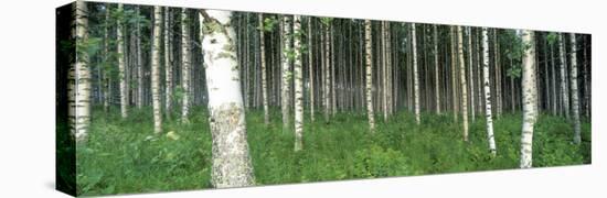 Birch Forest, Punkaharju, Finland-null-Stretched Canvas