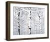 Birch Forest Winter-Parker Greenfield-Framed Art Print