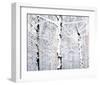 Birch Forest Winter-Parker Greenfield-Framed Art Print