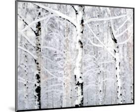 Birch Forest Winter-Parker Greenfield-Mounted Art Print