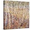 Birch Forest-Jean Cauthen-Stretched Canvas