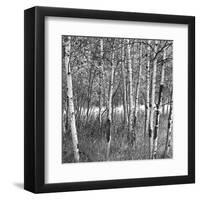 Birch Forest-Erin Clark-Framed Art Print