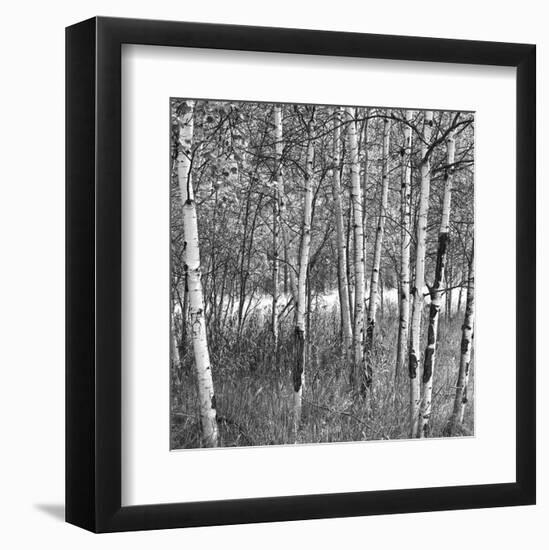 Birch Forest-Erin Clark-Framed Art Print