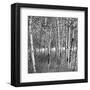 Birch Forest-Erin Clark-Framed Art Print