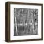 Birch Forest-Erin Clark-Framed Art Print