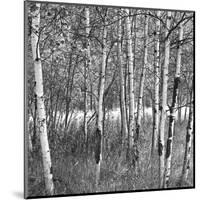 Birch Forest-Erin Clark-Mounted Art Print