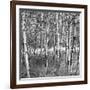 Birch Forest-Erin Clark-Framed Art Print