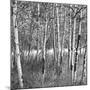 Birch Forest-Erin Clark-Mounted Art Print