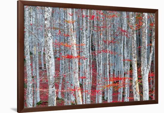 Birch forest-Marco Carmassi-Framed Photographic Print