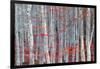 Birch forest-Marco Carmassi-Framed Photographic Print