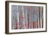 Birch forest-Marco Carmassi-Framed Photographic Print