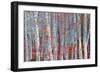 Birch forest-Marco Carmassi-Framed Photographic Print