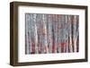 Birch forest-Marco Carmassi-Framed Photographic Print