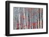 Birch forest-Marco Carmassi-Framed Photographic Print