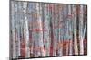 Birch forest-Marco Carmassi-Mounted Photographic Print