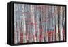 Birch forest-Marco Carmassi-Framed Stretched Canvas