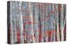 Birch forest-Marco Carmassi-Stretched Canvas