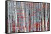 Birch forest-Marco Carmassi-Framed Stretched Canvas