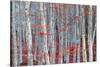 Birch forest-Marco Carmassi-Stretched Canvas