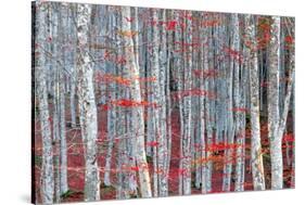 Birch forest-Marco Carmassi-Stretched Canvas